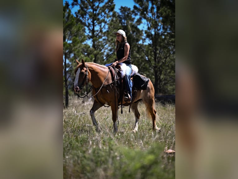 Tinker Mestizo Caballo castrado 7 años Alazán rojizo in Purdy
