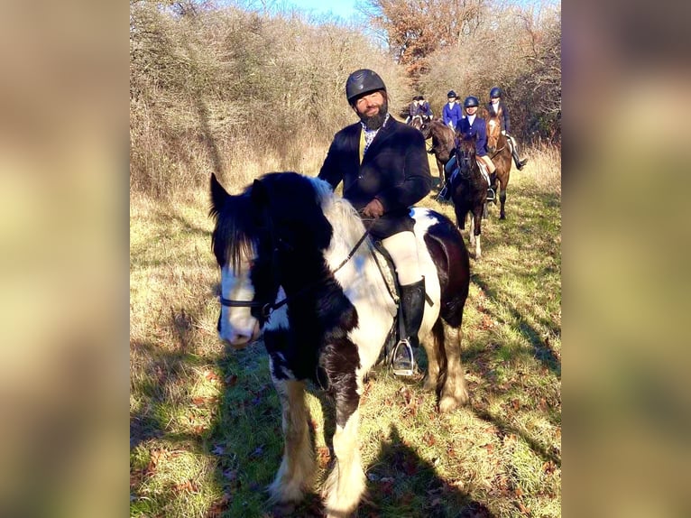 Tinker Caballo castrado 7 años Pío in Peosta