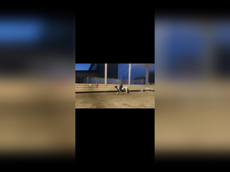 Tinker Caballo castrado 8 años 128 cm Pío in Edingen-Neckarhausen