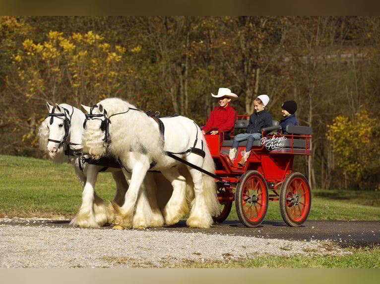 Tinker Caballo castrado 8 años 132 cm White/Blanco in Millersburg