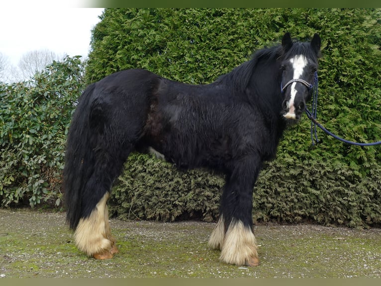 Tinker Caballo castrado 8 años 134 cm Negro in Lathen