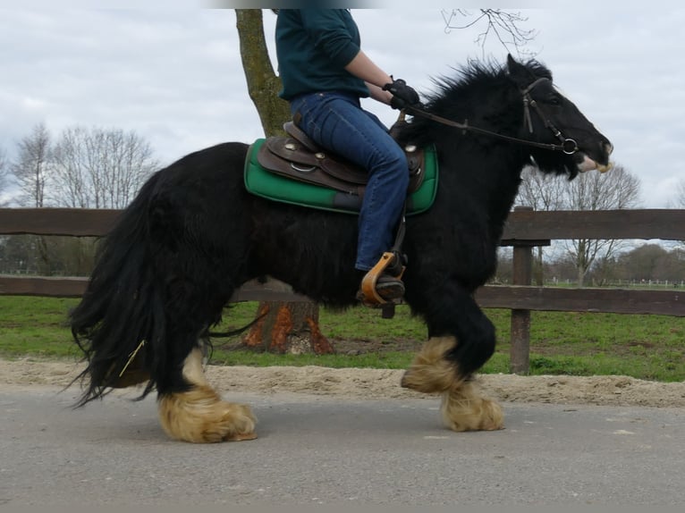 Tinker Caballo castrado 8 años 134 cm Negro in Lathen