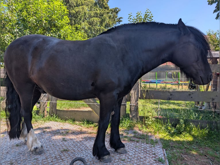 Tinker Mestizo Caballo castrado 8 años 135 cm Negro in Freiberg