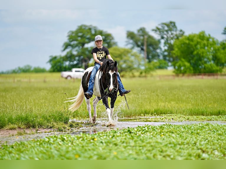 Tinker Mestizo Caballo castrado 8 años 137 cm Pío in Kaufman