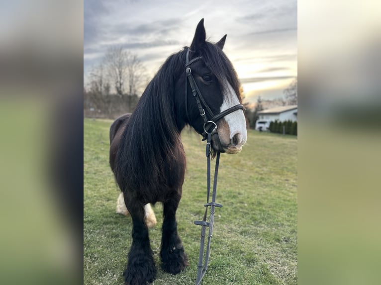 Tinker Caballo castrado 8 años 140 cm Negro in Tann