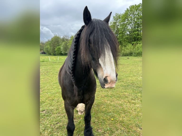 Tinker Caballo castrado 8 años 140 cm Negro in Tann