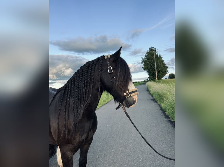 Tinker Caballo castrado 8 años 140 cm Negro in Tann
