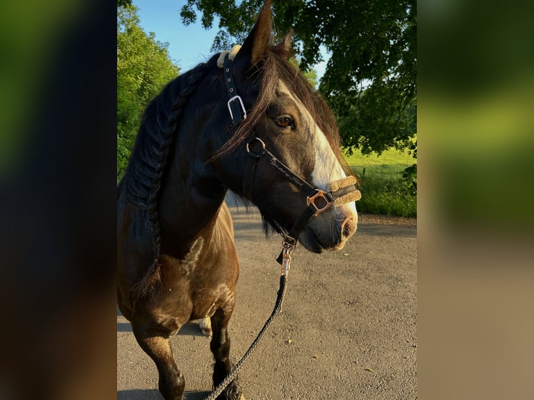 Tinker Caballo castrado 8 años 140 cm Negro in Tann