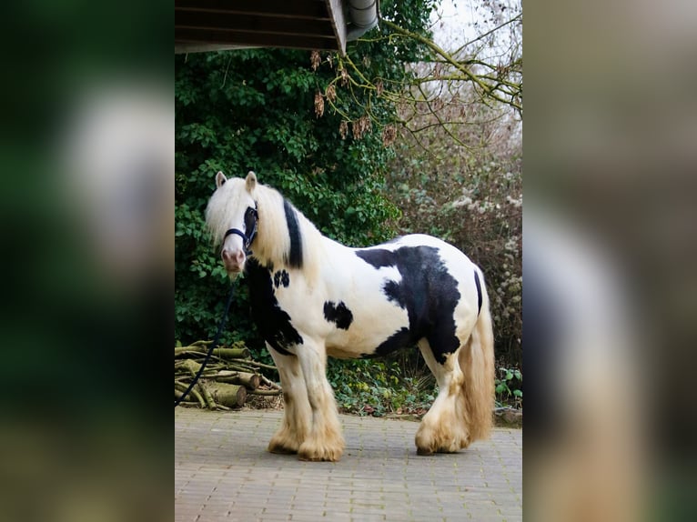 Tinker Caballo castrado 8 años 140 cm Pío in Bad Wimpfen