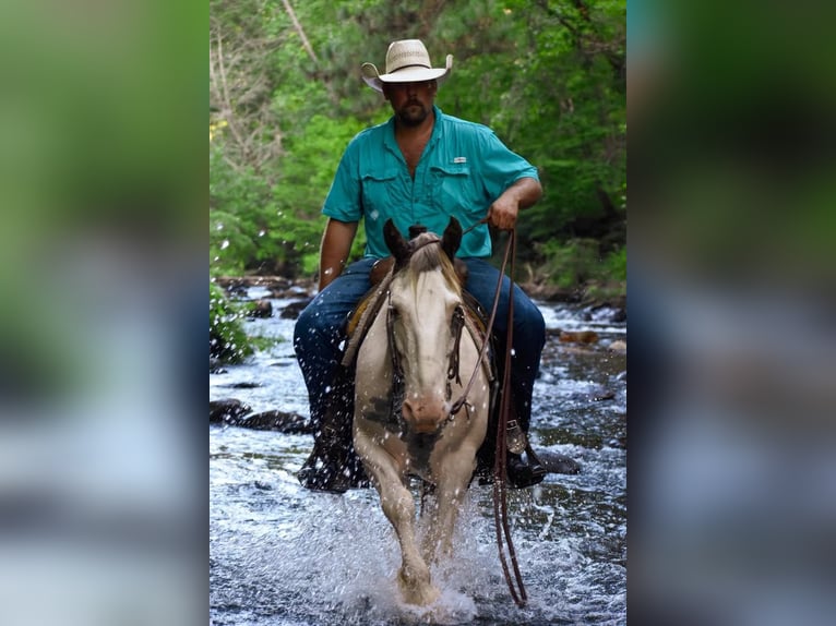 Tinker Caballo castrado 8 años 142 cm Alazán-tostado in Cleveland TN