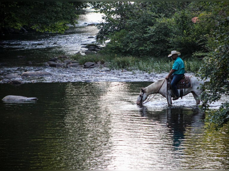 Tinker Caballo castrado 8 años 142 cm Alazán-tostado in Cleveland TN