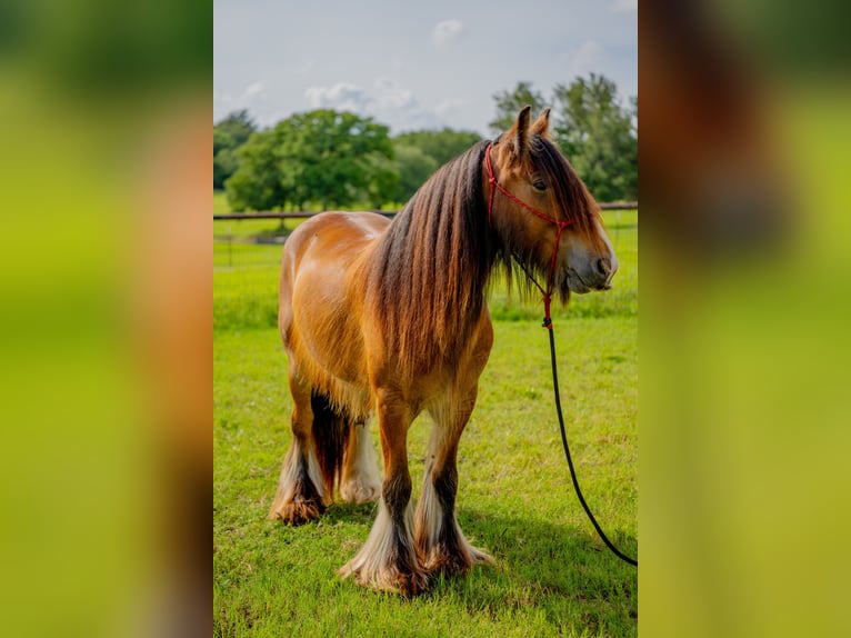 Tinker Caballo castrado 8 años 142 cm Castaño rojizo in Alvord