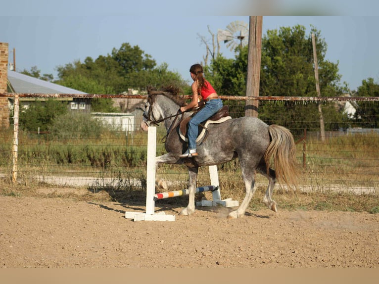 Tinker Caballo castrado 8 años 142 cm Ruano azulado in Stephenville TX