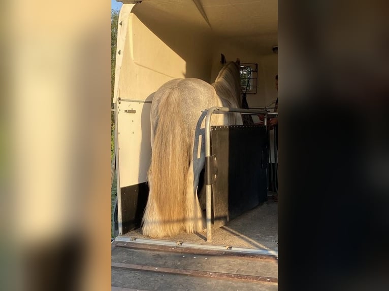 Tinker Caballo castrado 8 años 145 cm Ruano azulado in WendeburgWendeburg
