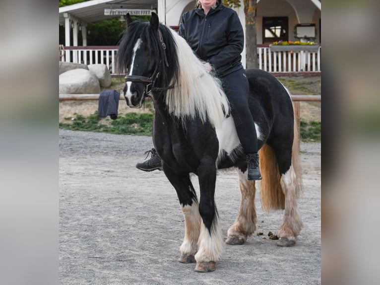 Tinker Caballo castrado 8 años 147 cm Pío in Harztor