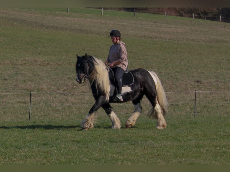 Tinker Caballo castrado 8 años 147 cm Pío in Harztor