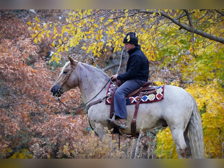 Tinker Mestizo Caballo castrado 8 años 147 cm Ruano alazán in Oelwein