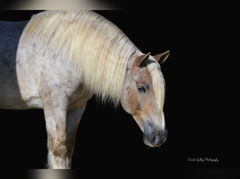 Tinker Mestizo Caballo castrado 8 años 147 cm Ruano alazán in Oelwein