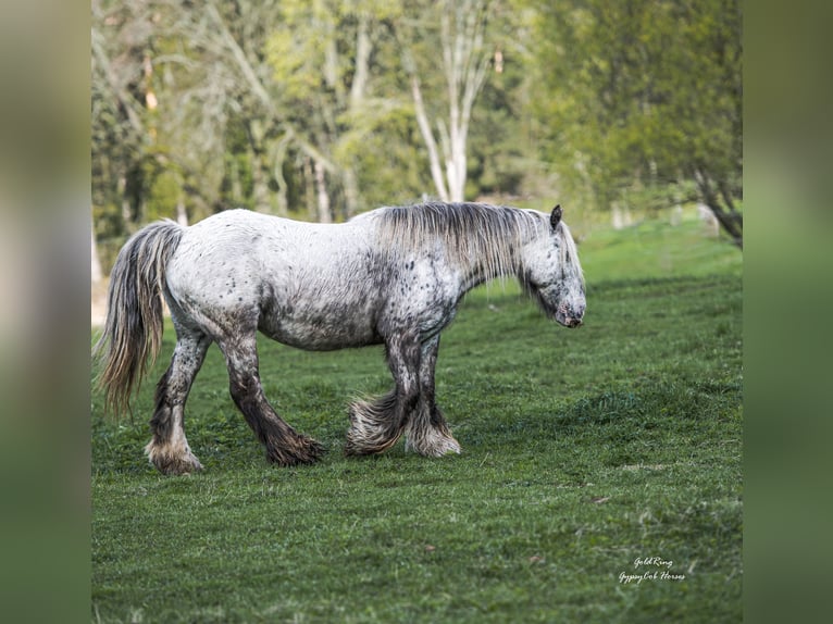 Tinker Caballo castrado 8 años 149 cm  in Cēsis