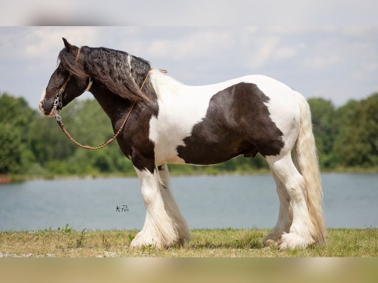 Tinker Caballo castrado 8 años 150 cm in Robards, KY