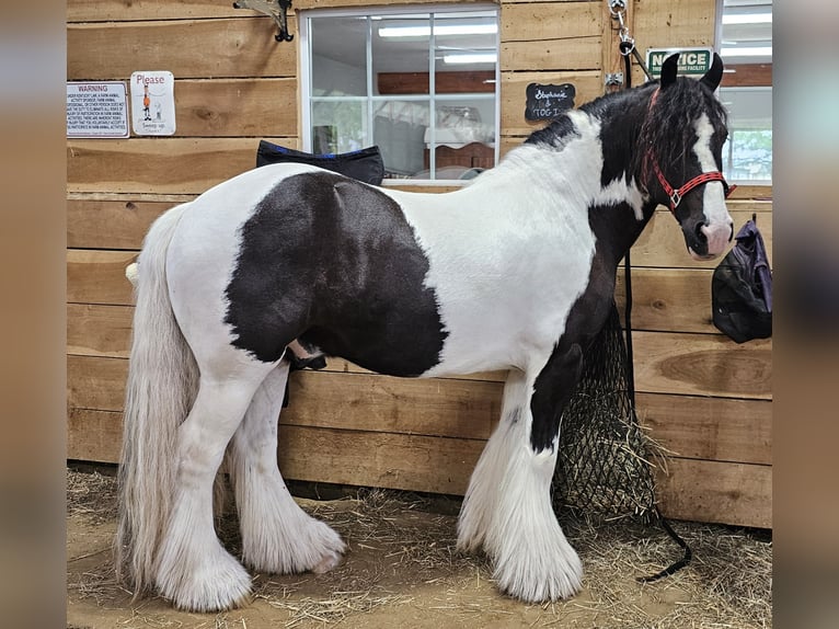 Tinker Caballo castrado 8 años 150 cm in Robards, KY