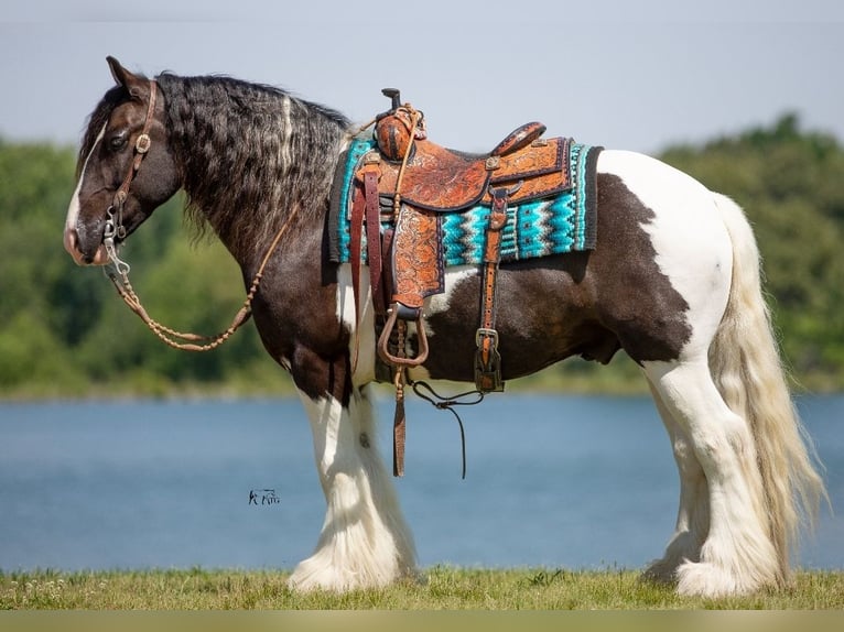 Tinker Caballo castrado 8 años 150 cm in Robards, KY