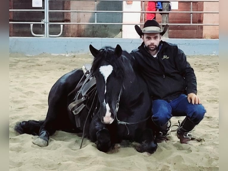 Tinker Mestizo Caballo castrado 8 años 150 cm Negro in Robards, KY