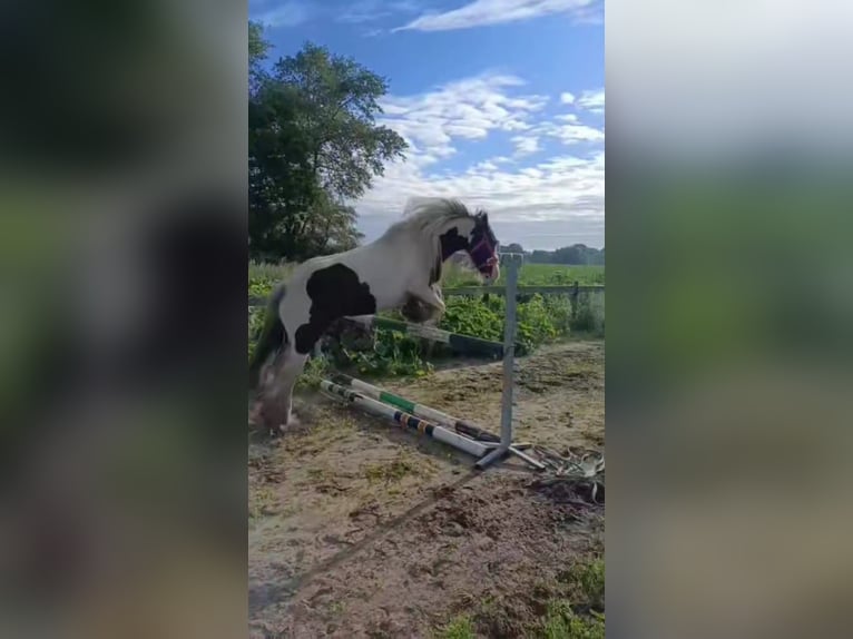 Tinker Caballo castrado 8 años 150 cm Pío in Dalerveen