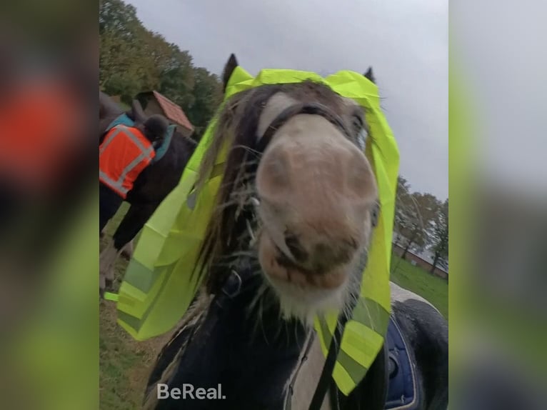 Tinker Caballo castrado 8 años 150 cm Pío in Dalerveen