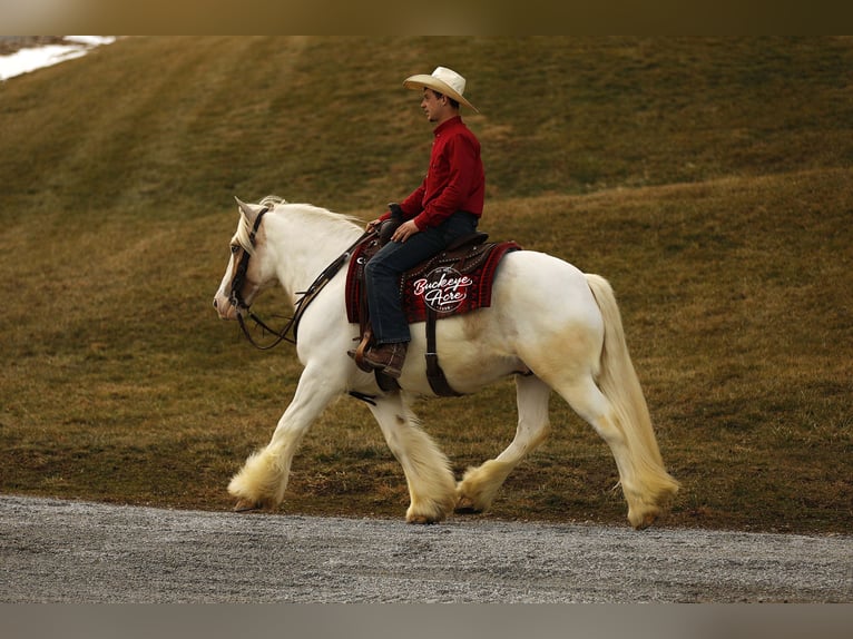 Tinker Caballo castrado 8 años 150 cm Tobiano-todas las-capas in Millersburg