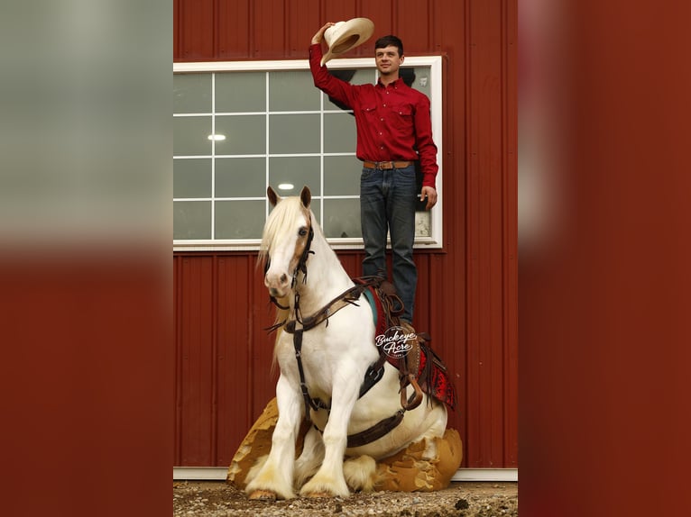 Tinker Caballo castrado 8 años 150 cm Tobiano-todas las-capas in Millersburg