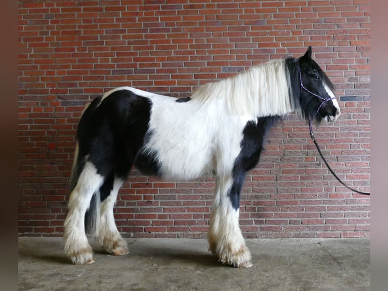 Tinker Caballo castrado 8 años 151 cm Pío in Lathen