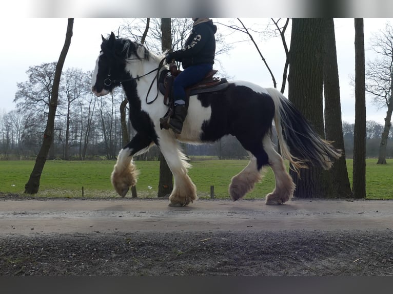 Tinker Caballo castrado 8 años 151 cm Pío in Lathen