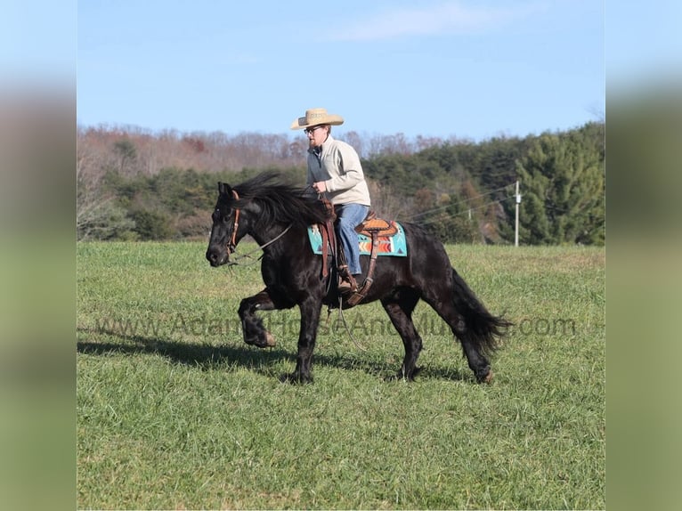 Tinker Caballo castrado 8 años 152 cm Negro in Mount Vernon