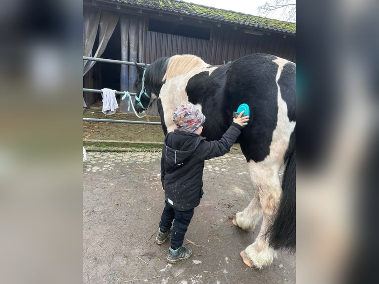 Tinker Caballo castrado 8 años 156 cm Pío in Büdingen