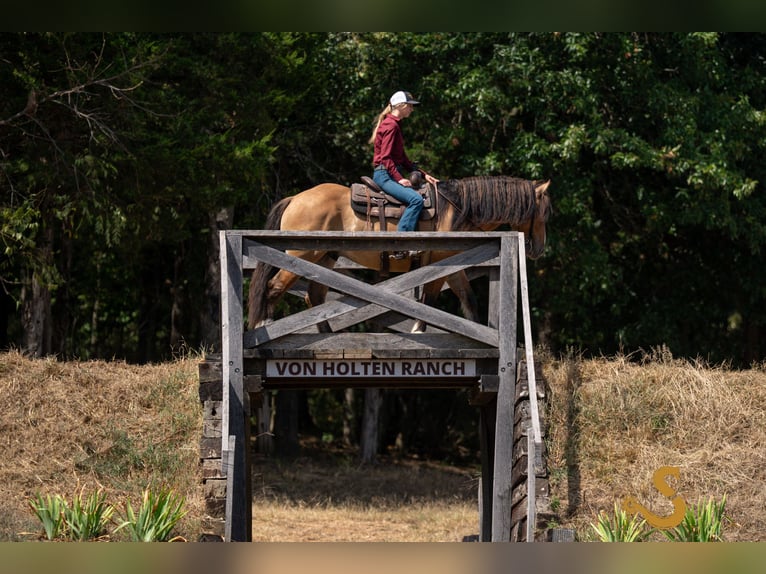 Tinker Mestizo Caballo castrado 8 años 160 cm Bayo in Bogard, MO