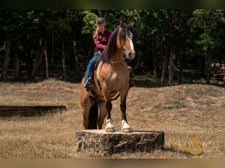 Tinker Mestizo Caballo castrado 8 años 160 cm Bayo in Bogard, MO