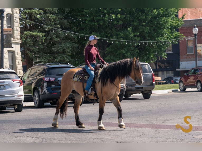 Tinker Mestizo Caballo castrado 8 años 160 cm Bayo in Bogard, MO