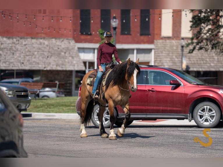 Tinker Mestizo Caballo castrado 8 años 160 cm Bayo in Bogard, MO