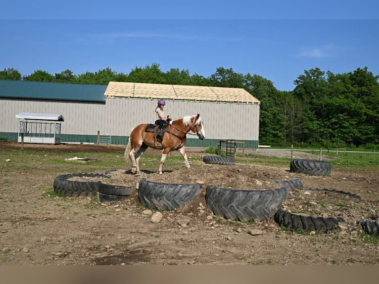 Tinker Caballo castrado 8 años 163 cm Tobiano-todas las-capas in Warsaw NY