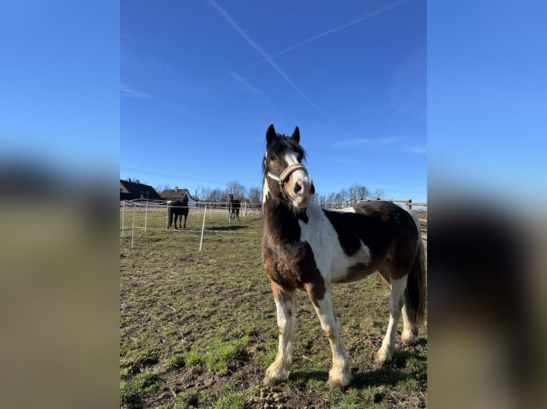Tinker Mestizo Caballo castrado 8 años 164 cm Pío in Bad Harzburg Bettingerode