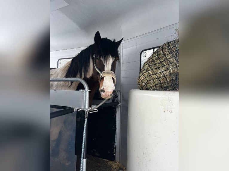 Tinker Mestizo Caballo castrado 8 años 164 cm Pío in Bad Harzburg Bettingerode