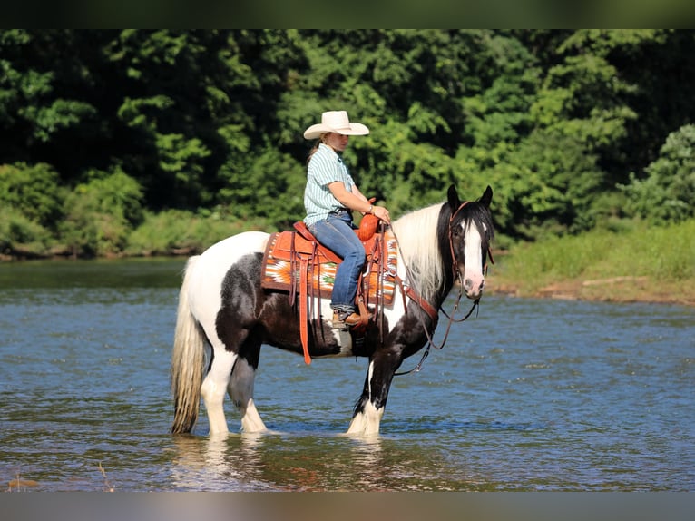 Tinker Caballo castrado 8 años Pío in Clarion