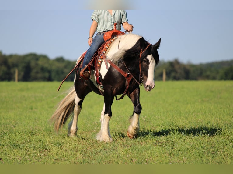 Tinker Caballo castrado 8 años Pío in Clarion