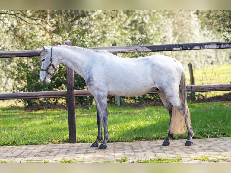 Tinker Caballo castrado 9 años 118 cm  in GROTE-BROGEL