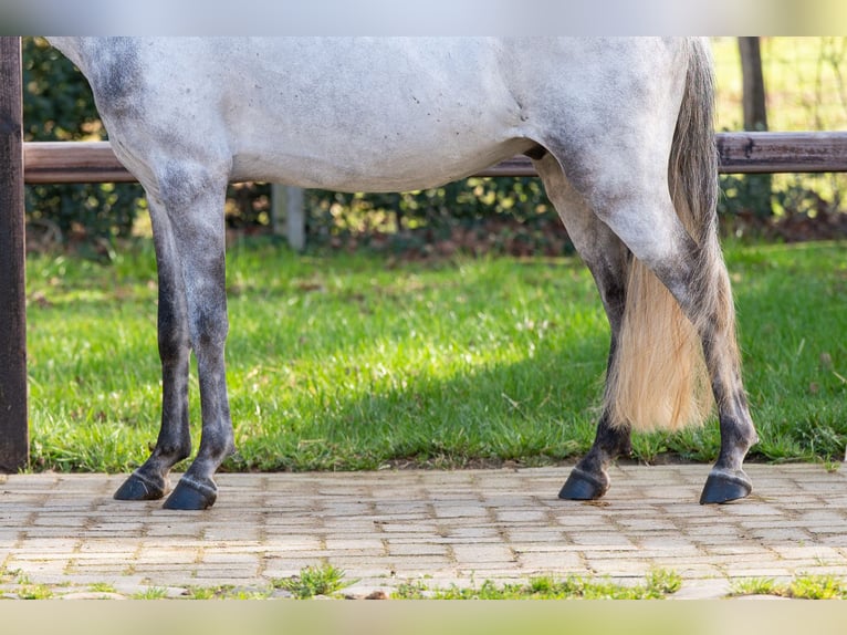 Tinker Caballo castrado 9 años 118 cm  in GROTE-BROGEL