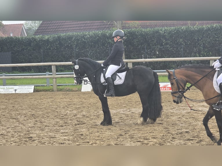 Tinker Caballo castrado 9 años 128 cm Negro in Esens