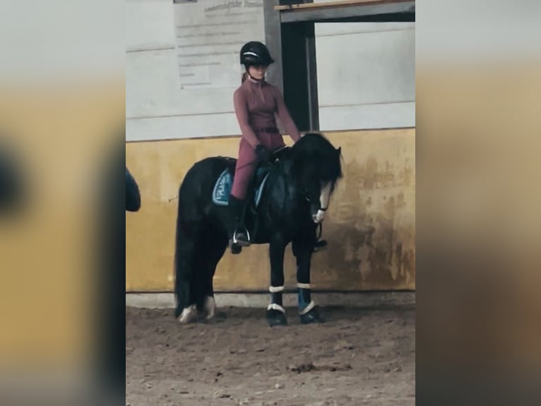 Tinker Caballo castrado 9 años 128 cm Negro in Esens