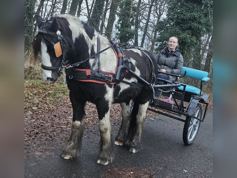 Tinker Caballo castrado 9 años 129 cm Pío in Langennaundorf