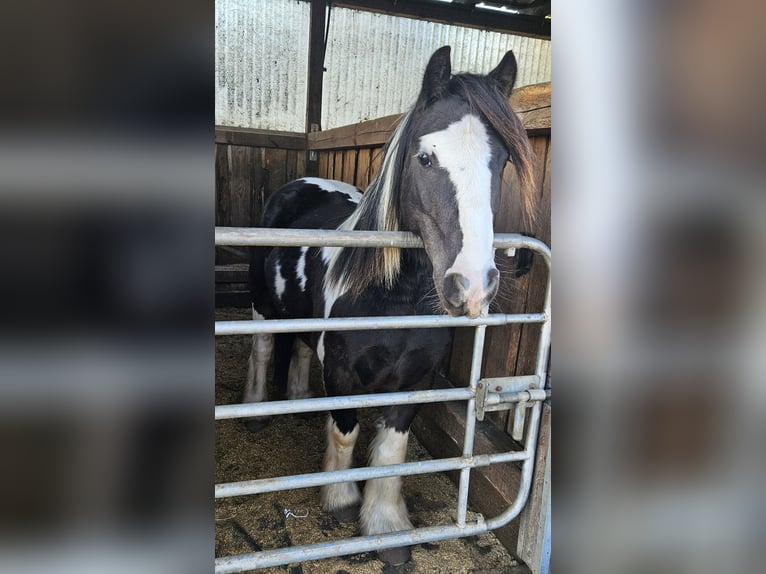 Tinker Caballo castrado 9 años 129 cm Pío in Langennaundorf